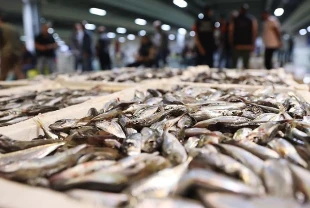 Balık halleri doldu taştı! 14 bin ton balık satışa sunuldu