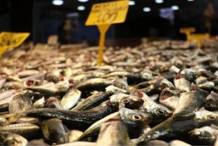 Balık tezgahlarında istavrit öne çıktı: Kilosu 100 liradan satılıyor