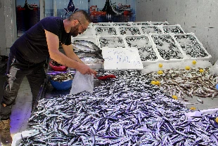 Balıkçı tezgahlarında hamsi bereketi