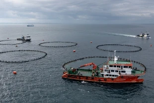 Balıkçılık denetimleri sürüyor! Yasal boy sınırı altında 3 ton mezgitte el kondu