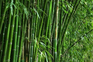 Bambudan üretilen plastik gerçeği kadar dayanıklı