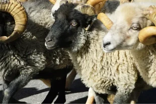 BAYRAMA KAÇ GÜN KALDI?  Kurban Bayram tatili ne zaman başlıyor, ne zaman bitiyor?