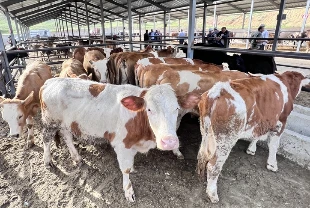 Bayramda 3,35 milyon kurbanlık kesilmesi bekleniyor: Fiyatlar ne durumda?