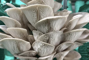 ‘Ben bu işi yaparım’ dedi: 3 çadır serada, yılda 40 ton istiridye mantarı üretiyor