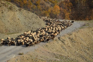 Besicilerin sıcak bölgelere yolculuğu başladı