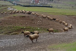 Besicilerin zorlu kış mesaisi: Hayvanlar için yoğun bakım
