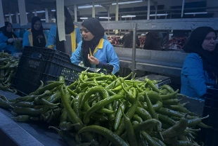 Biberde Almanya ve Romanya ana pazar oldu! İhracatın yüzde 74'ü Batı Akdeniz'den