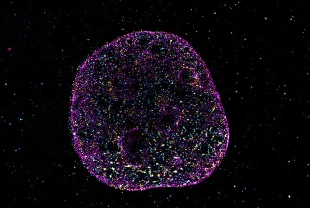 Bilim DNA’da ikinci bir dil buldu: Hücreler şekille hesap yapıyor