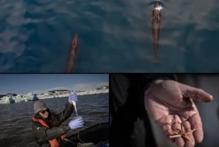 Bilim insanları Arktik'te nadir görülen nadir Sei balinalarını gözlemledi