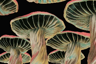 Bilim insanları mantarları canlı bellek çiplerine dönüştürdü