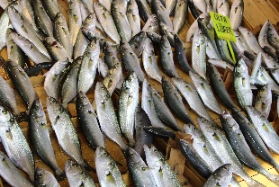 Boğaziçi Lüferi İstanbul’un gastronomi markası oluyor