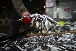 Bolluk bitti fiyatlar uçtu: Hamsi fiyatı 3 kat zamlandı