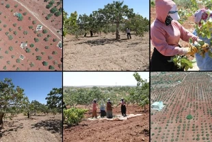 Boz Antep fıstığında fiyatlar üreticisinin yüzünü güldürüyor