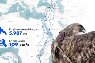 Bozkır şahini 2,5 yılda 28 ülke dolaştı: 103 bin kilometrelik göç yolculuğu kaydedildi