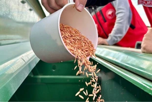 Bozkırda kuraklığa karşı yerli çözüm: 25 çeşit dayanıklı ürün toprakla buluştu