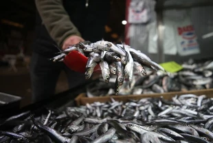 Bu yıl hamsi beklentisi büyük! Karadeniz'de suların soğuması bekleniyor