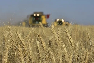 Buğday ve arpa üreticileri dikkat: TMO alımları 21 Mayıs’ta açılıyor