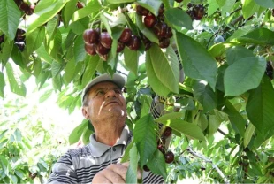 Çanakkale'nin çay bardağına sığmayan kirazları yurt dışına gönderiliyor