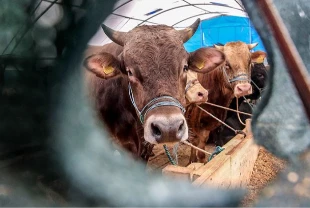 Canlı hayvan ithalatında düzenleme: Yetkili gümrüklere yeni ekleme