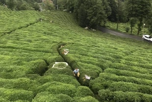 ÇAYKUR, birinci sürgün yaş çay alımlarını tamamladı