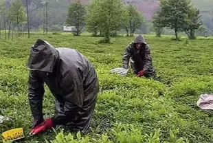 ÇAYKUR İŞÇİ ALIMI KURASI: ÇAYKUR 1500 işçi alımı sonuçları ne zaman açıklanacak?