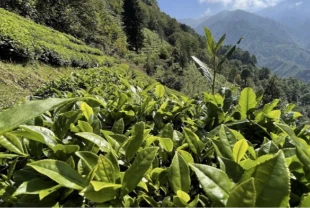 ÇAYKUR yeni sezonu açıyor: Yaş çay kampanyası için tarih belli oldu