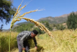 Çeltik saplarından yakıt üretilecek! Özel tesis geliyor