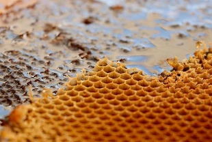 Çerkeş çiçek balı coğrafi işaretle tescillendi