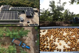 Ceviz üretimine başlayan işletme elektriğini güneşten karşılıyor