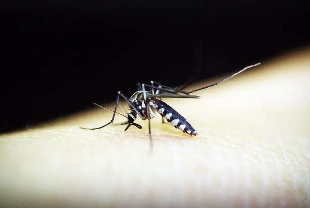 Chikungunya salgını yayıldı: Çin'de halk sağlığı acil durumu ilan edildi