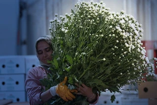 Çiçek ihracatı 10 ayda 137 milyon dolar oldu: Yıl sonu rekor bekleniyor