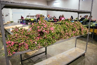 Çiçek sektörü rotayı Körfez'e çevirdi: 'Payımızı genişletmek istiyoruz'