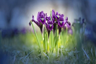 Çiçek soğanlarına ihracat düzenlemesi