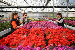 Çiçekçilerde 2026 yılbaşı hareketliliği