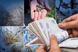 Çiftçilere zirai don desteği: Rakamlar ve şartlar Resmi Gazete’de yayımlandı