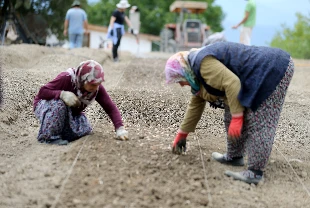 Çiftçilerin ödeme alacağı tarih belli oldu