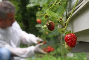 Çilek üretimi için çalışmalar başladı! 20 bide dikildi