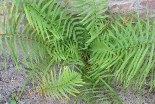 Çin'den dünyada bir ilk: Bitkide 'nadir toprak elementi' keşfi