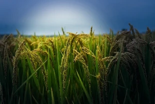 Çin'in hububat üretimi 714,8 milyon ton oldu