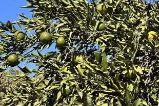 Coğrafi işaretli Bodrum mandalinasında rekolte beklentisi yüksek