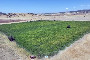 Coğrafi işaretli Maraş biberinde hasat başladı! 13 bin dekarlık alanda üretildi