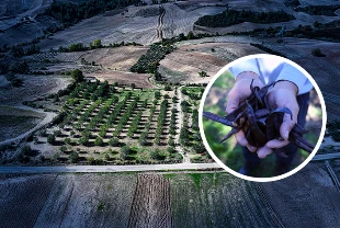 Çorak arazi kiraladı! Keçiboynuzuyla tarıma kazandırdı