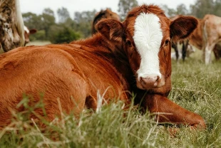 Damızlık hayvanlarda yeni dönem: Tabii tohumlama boğaları için izin şartı getirildi