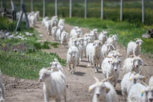 Denetimler arttı! Kars'ta yaban keçisi avlayanlara ceza yağdı