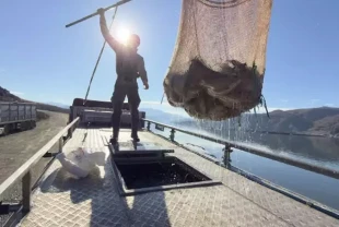 Denizi olmayan Tokat’tan Japonya ve Avrupa’ya Türk somonu ihracatı