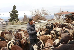 Depremzede besicinin yüzü güldü: Sürüsü 300 başa yaklaştı