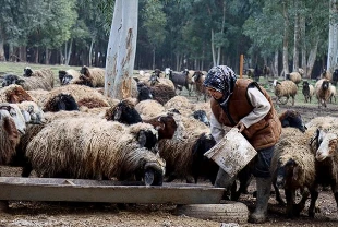 Depremzede üniversiteli kadına devlet desteği: Sürüsünü 2 katına çıkardı