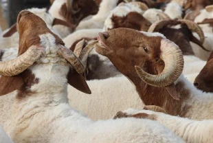 Din İşleri Yüksek Kurulu uyardı: Bayram namazından önce kurban kesmeyin