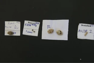 Direkli Mağarası'nda Epipaleolitik Dönem'e ait süs boncukları bulundu
