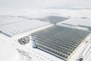 Diyadin’de jeotermal sera üretimi büyüyor